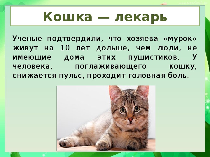 Факты о котиках