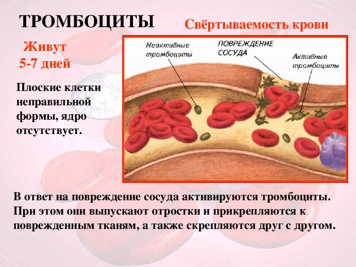 Кровотечение и свертывание крови. Свертываемость крови биология 8 класс. Тромбоциты схема свертывания крови. Тромбоциты свертывание крови. Тромбоциты в крови фаза свертывание.