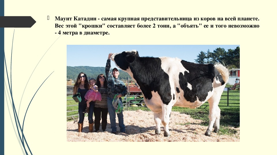 Сколько коров в мире. Самые крупные коровы. Маунт Катадин корова. Корова презентация 3 класс. Доклад про корову 3 класс.