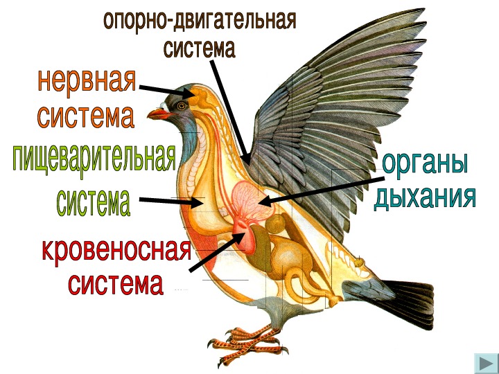 Используя рисунок 132 составьте план ответа о внутреннем строении птиц биология 7 класс