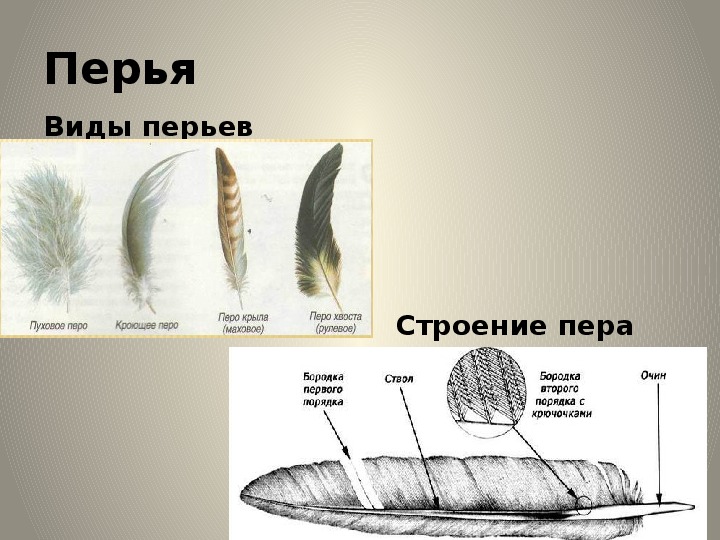 Зарисуйте рассмотренные виды перьев подпишите их основные части дайте название рисунку