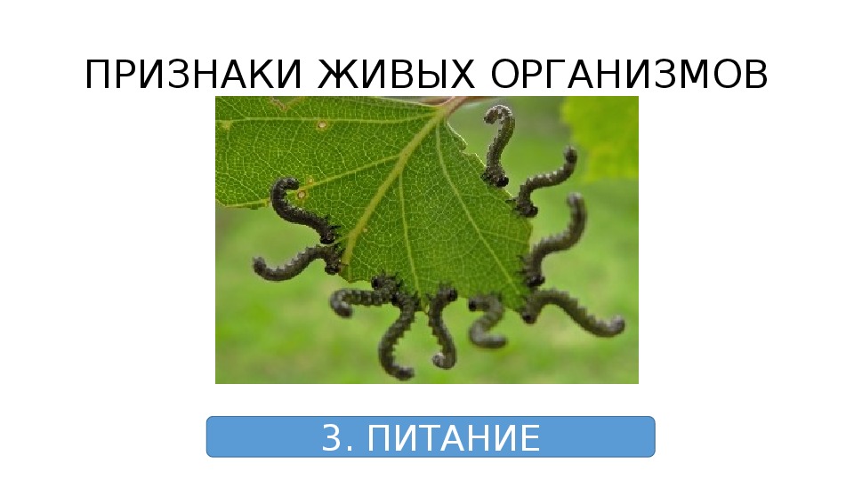 6 организмов