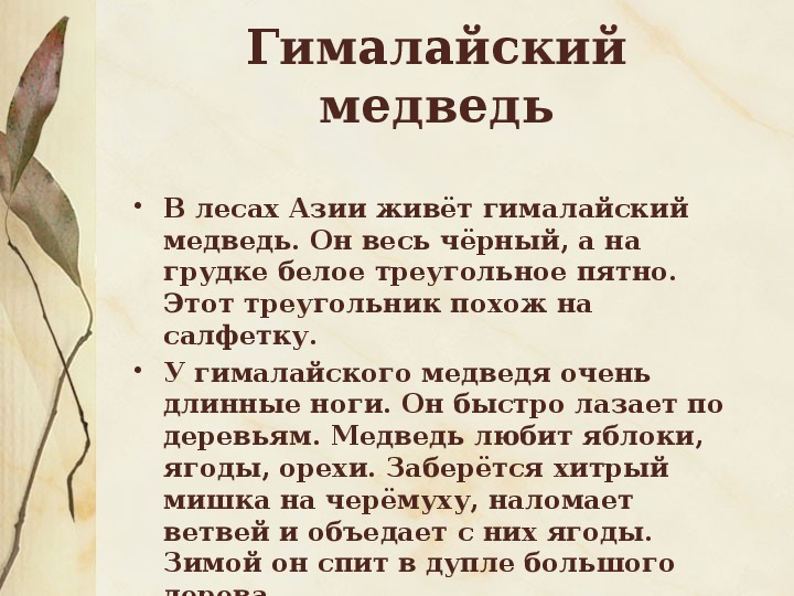 Диктант разбойник и мишка по русскому языку. Диктанты 3 класс про медвежонка. Гималайский медведь диктант.