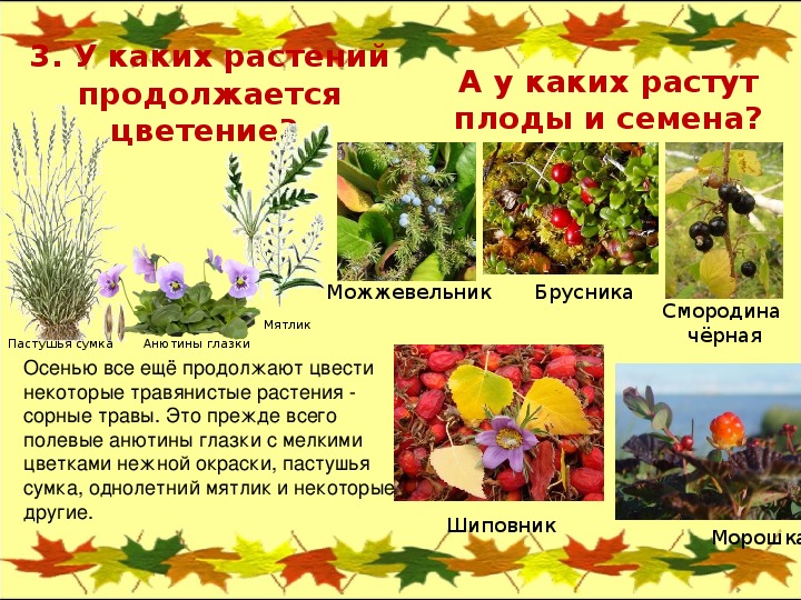 Осень какая трава. Жизнь растений осенью. Осенние явления в жизни растений. Изменения растений осенью. Осенние изменения у растений.