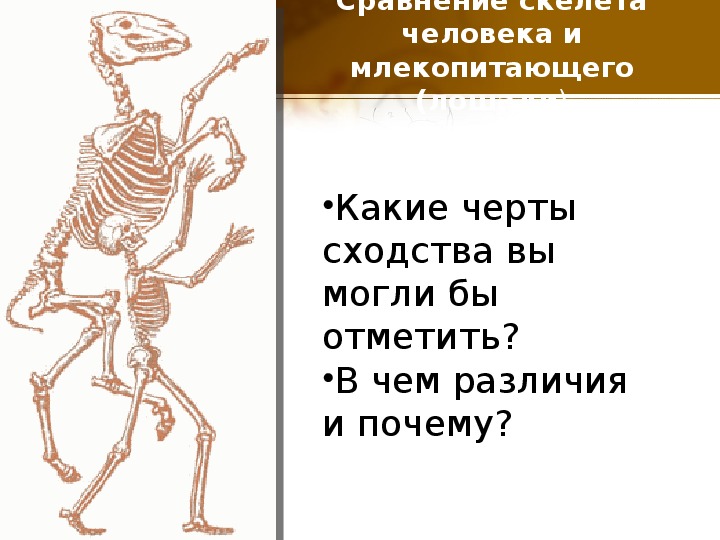 Сходство скелета млекопитающих и птиц. Сходство скелета человека и млекопитающих. Сходства и различия скелета человека и млекопитающего. Сходство скелета человека и млекопитающих животных. Сходство в скелете лошади и человека.