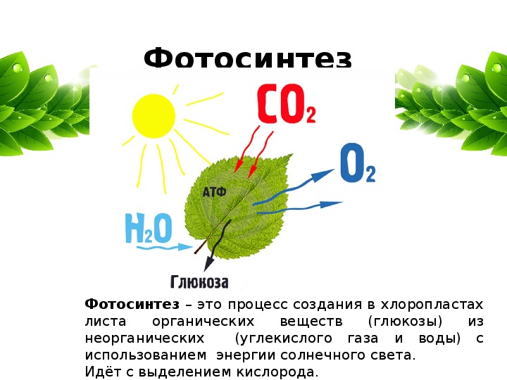 При фотосинтезе растениями используется. При фотосинтезе образуется Глюкоза. Фотосинтез 6 класс. Фотосинтез Глюкоза. Фотосинтез что образуется.