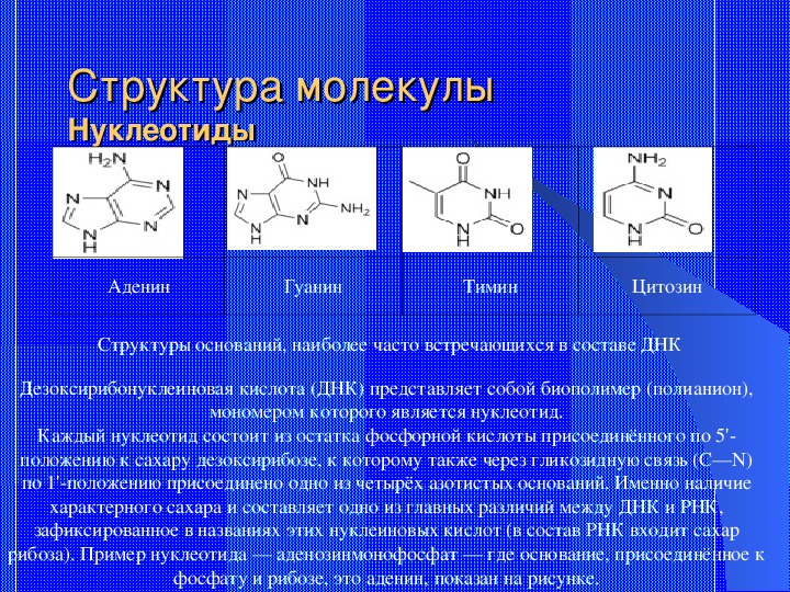 Нуклеотид с азотистым основанием аденин. Напротив аденина в молекуле РНК всегда. Аденин гуанин соотношение. Понятие аденин это. Напротив аденина в молекуле РНК всегда расположен Тимин.