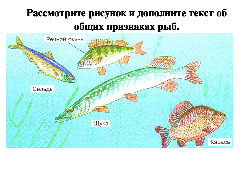 Тест по теме рыбы биология 7 класс. Морские рыбы треска и сельдь. Морские рыбы для дошкольников. Сельдь рыба биология. Картинка тресковые рыбы.