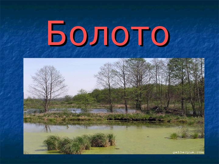 Сообщество болото 5 класс биология. Природное сообщество болота. Сообщество болото. Презентация природные сообщества болото. Болто природное сообществ.