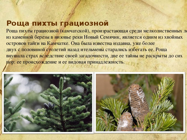 Пихта сахалинская описание и фото