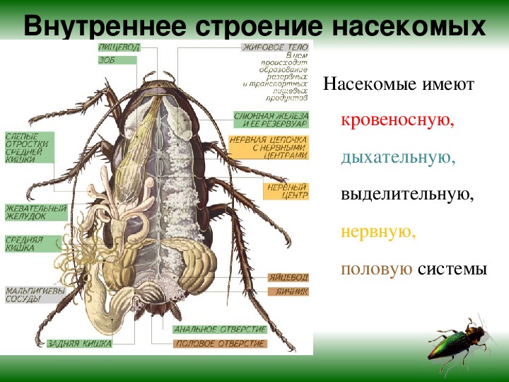 Презентация по биологии на тему тараканы