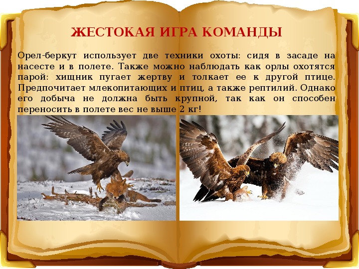 Беркут красная книга краткое описание