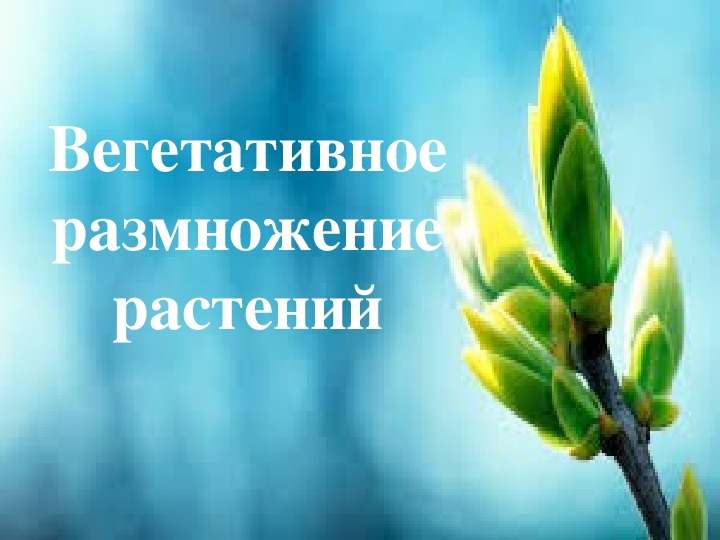 Презентация по биологии на тему "Вегетативное размножение растений" (6 класс)