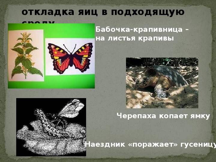 Презентация по экологии на тему " Биотические отношения в жизни животных. Отношения между родителями и детенышами" (7 класс)