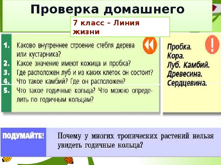 Какое значение имеет кожица. Какое значение имеют кожица и пробка.