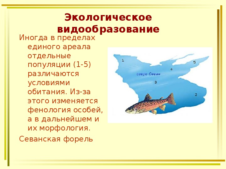 Презентация по биологии видообразование презентация