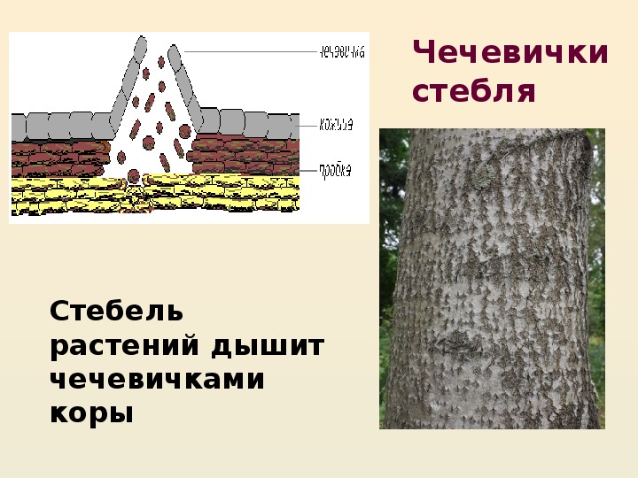 Чечевички у дерева находятся в