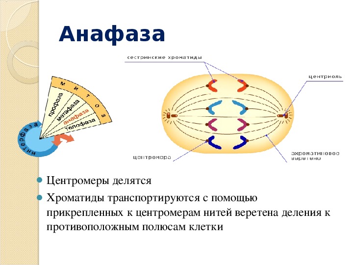 Деление центромер. Центромеры в анафазе. Расхождение хроматид в анафазе. Расхождение хроматид к полюсам клетки. Анафазе сестринские хроматиды.