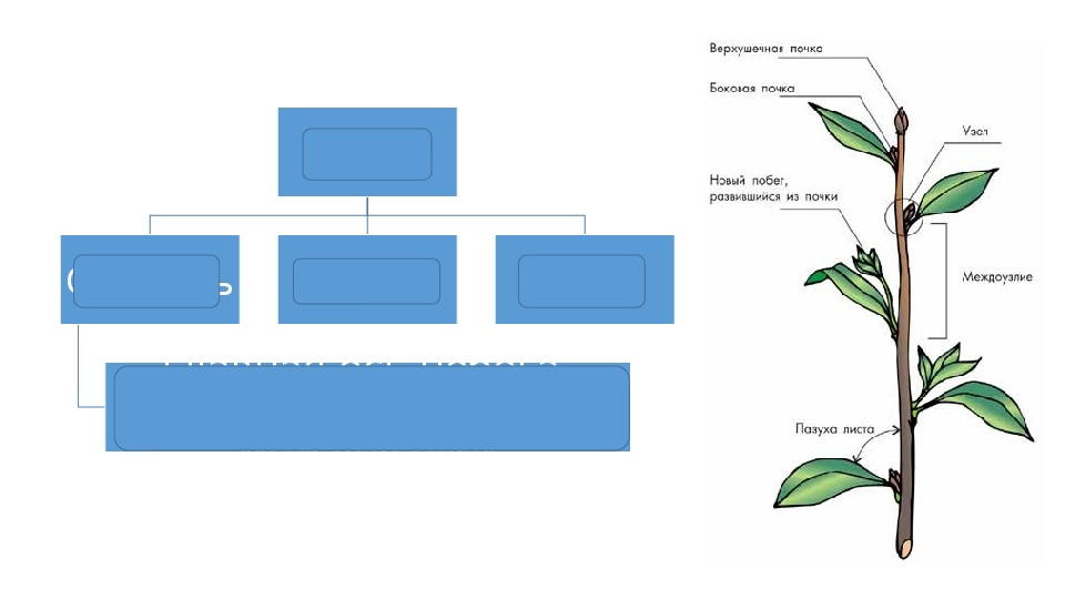 Тема стебель по биологии 6 класс