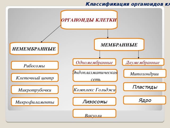 Схема органоиды одномембранные двумембранные немембранные