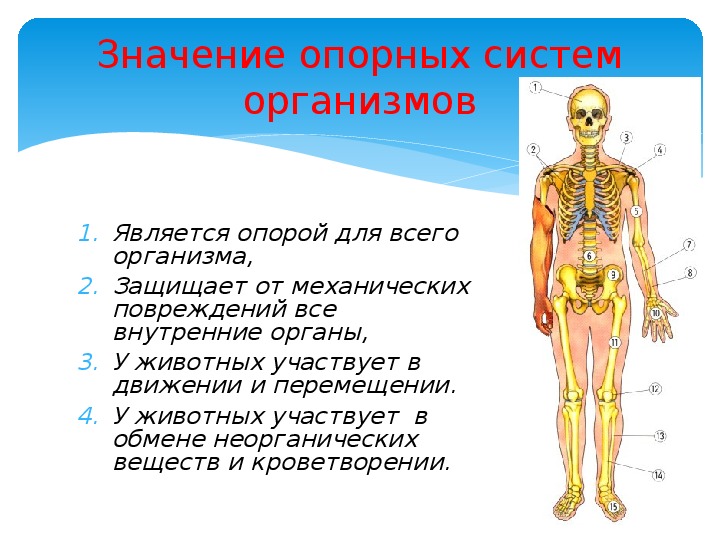 Внутреннее значение. Опорные системы растений. Презентация по теме опорные системы животных и растений.