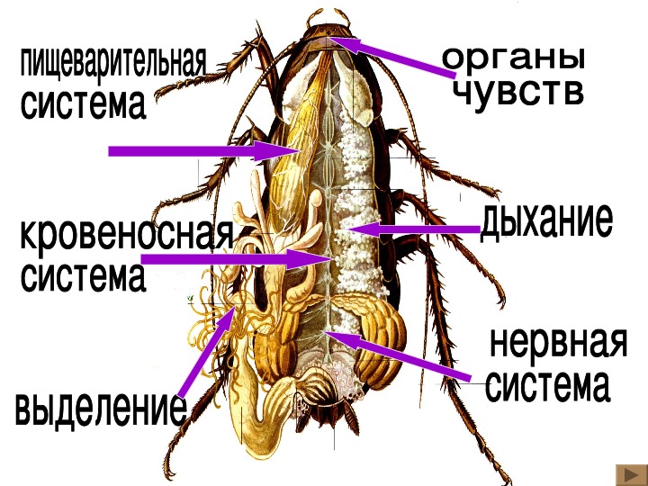 Какой цифрой на рисунке обозначена пищеварительная система насекомых