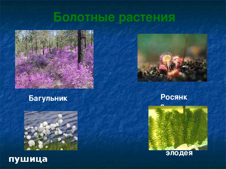 Представители растительного сообщества. Растительное сообщество болота. Болота России презентация.