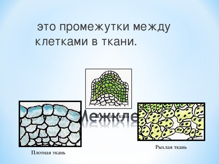 Ткани растений 6. Рыхлая ткань растений. Плотная ткань растений. Промежуток между клетками растений. Плотная растительная ткань.