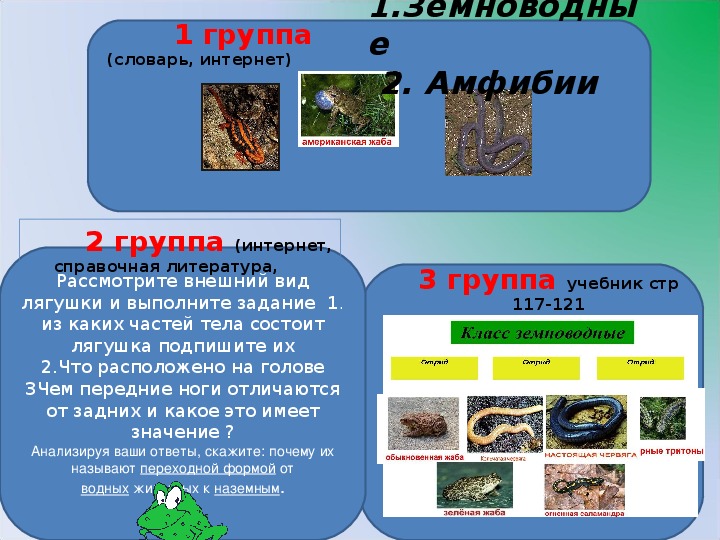 Вопросы по земноводным 7 класс с ответами. Класс земноводные 7 класс биология. Задания по теме земноводные 7 класс. Урок земноводные биология 7 класс Пасечник. Презентация земноводные биология 7 класс Пасечник.