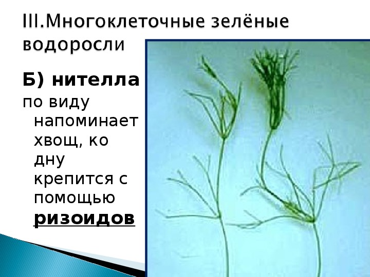 Рассмотрите изображения растений нителла редька дикая. Нителла водоросль. Нителла водоросль биология. Хара строение таллома. Нителла редька Дикая Кукушкин лён.