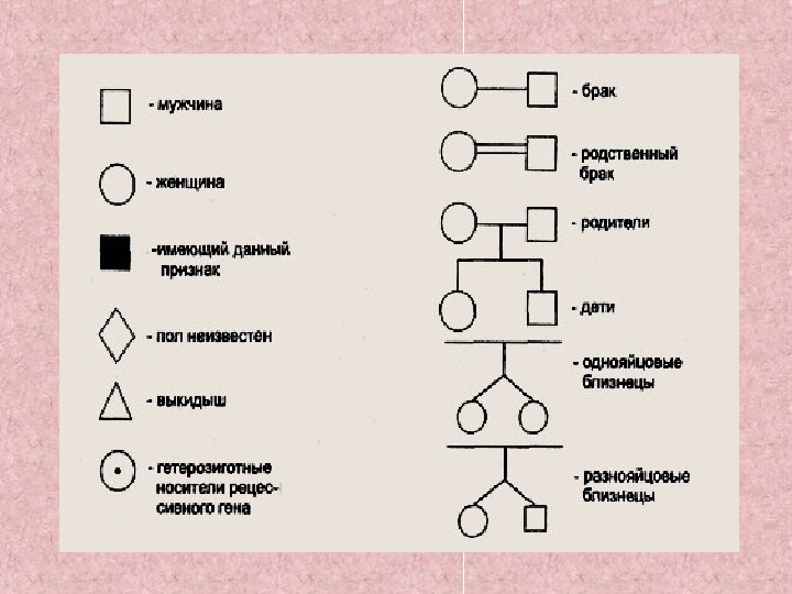 Родословная презентация 10 класс