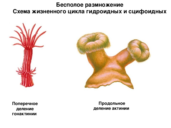 Значение бесполого размножения