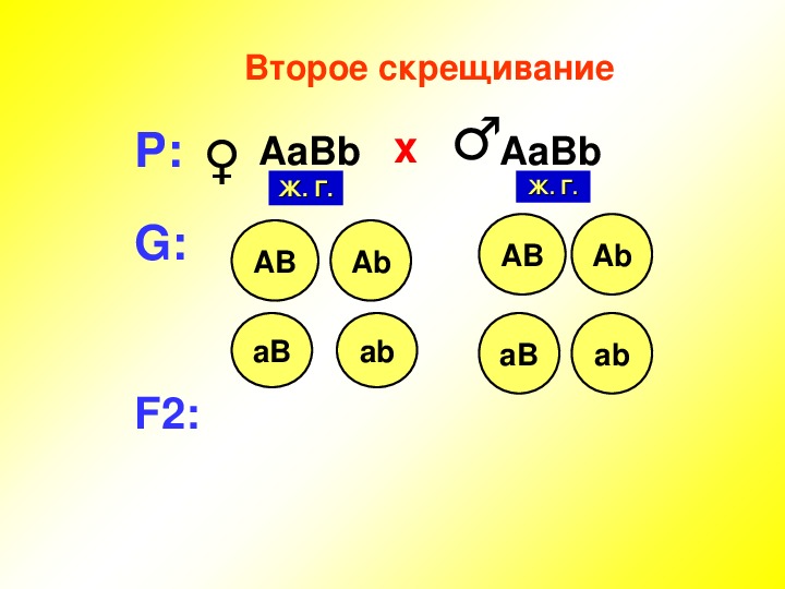 Дигибридное скрещивание презентация 10 класс