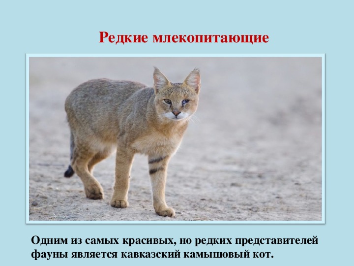 Животные Ставропольского Края Фото