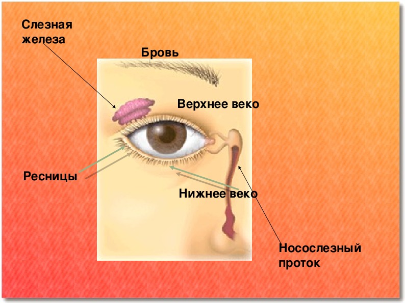 Слезные железы относятся к железам. Мунтжаки слезные железы. Слезная железа верхнего века. Слёзная железа анатомия. Строение глаза слезная железа.