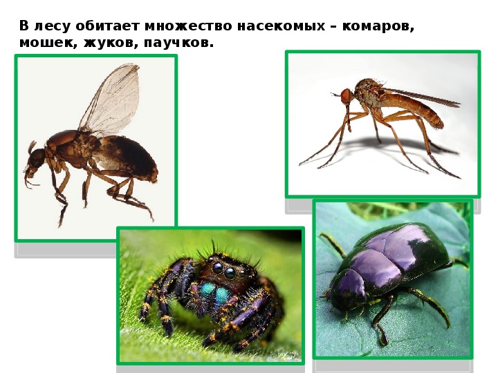 Плешаков 4 класс жизнь лес. Жизнь леса 4 класс Плешаков школа России. Жизнь леса 4 класс окружающий мир стр 164-169.