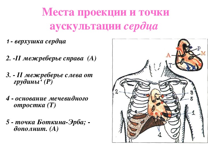 Особенность аускультативной картины сердца у детей тест с ответами