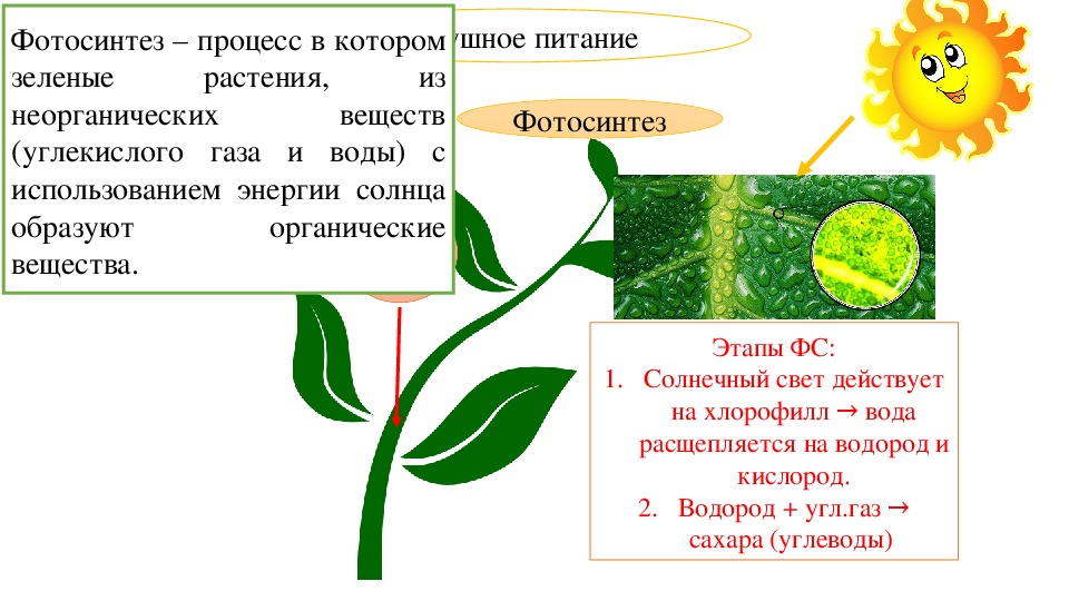 Тест по теме фотосинтез дыхание 6 класс. Конспект по биологии 6 класс воздушное питание растений фотосинтез. Воздушное питание растений 6 класс биология. Воздушное питание растений фотосинтез. Воздушное питание фотосинтез 6 класс.