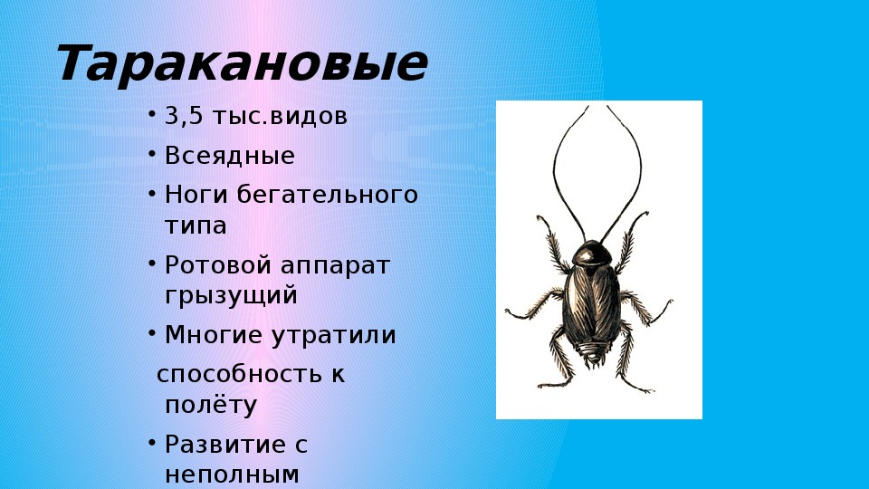 Биология 7 класс отряды насекомых. Светлячок Тип класс отряд. Изучение представителей отрядов насекомых 7 класс презентация. Отряды насекомых 8 класс биология презентация. Отряд насекомых Lipotyphla.