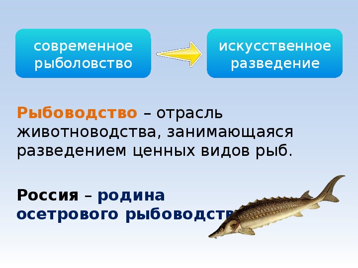 Презентация на тему рыбалки