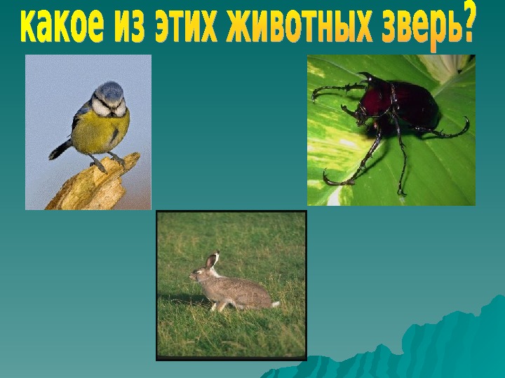 Презентация звери 1 класс