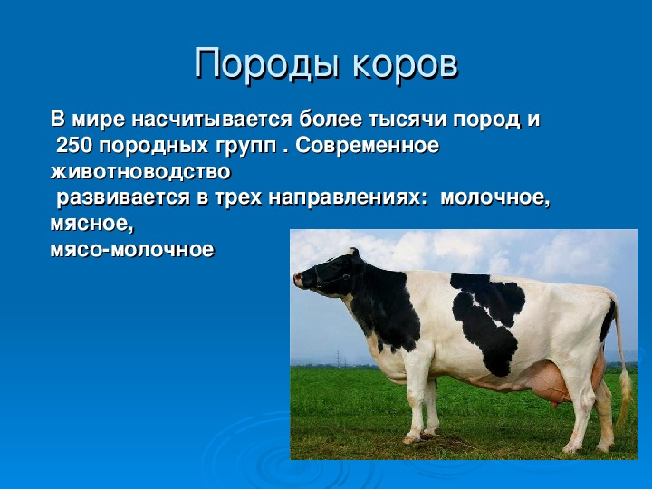 Корова доклад 3 класс окружающий. Сообщение о корове. Корова для презентации. Доклад про корову. Корова описание.