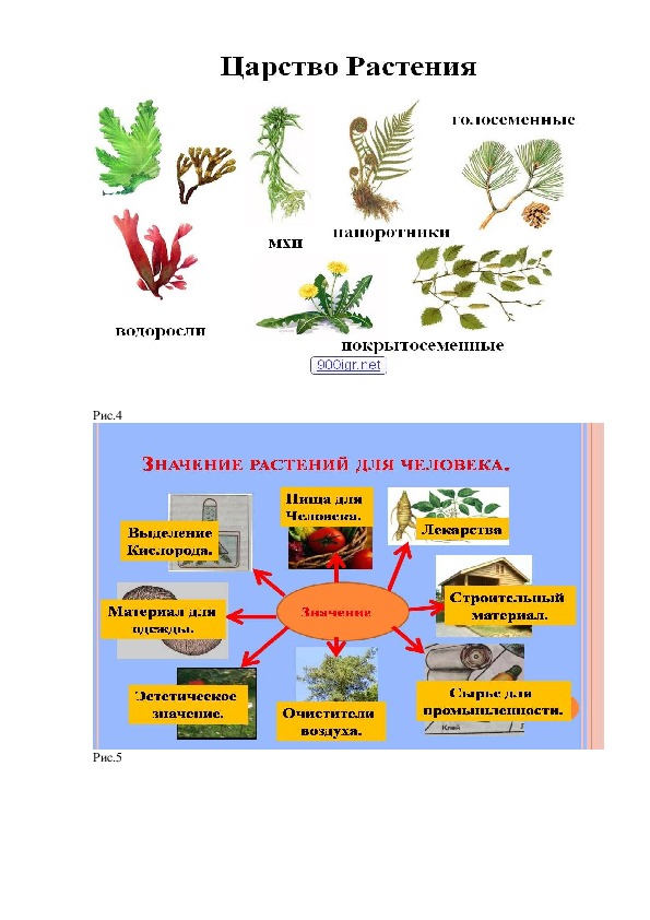 Перечислите царства растений