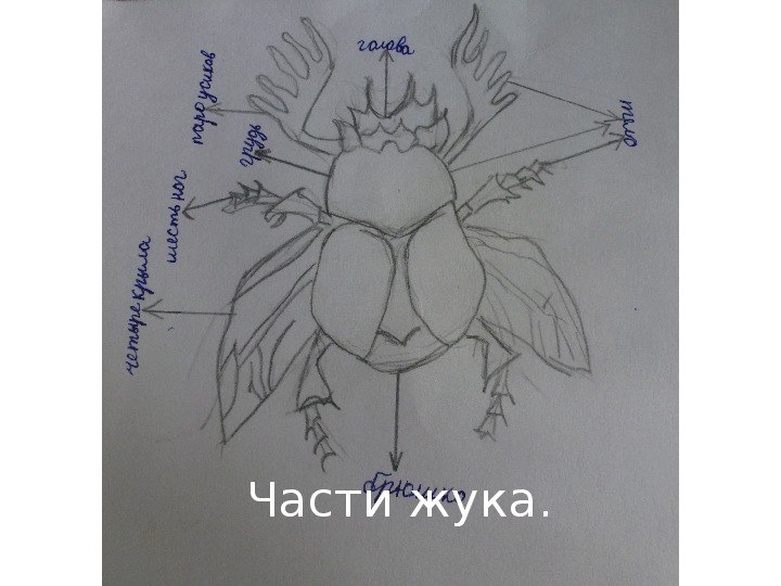 Презентация "Майский жук" Косарина Юлия (2 класс, окружающий мир)