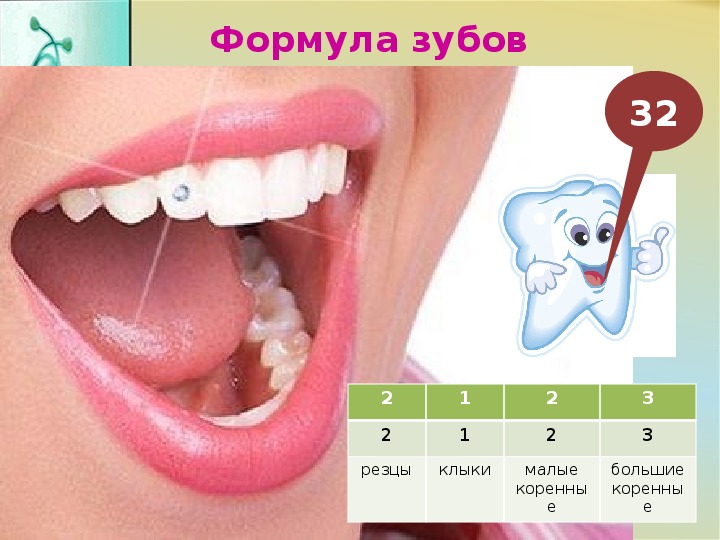 Как узнать какой зуб