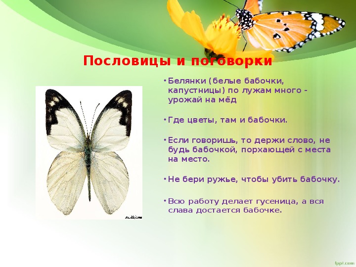 Какая бабочка песня. Поговорка про бабочку. Пословицы про бабочек. Поговорки про бабочек для детей. Текст про бабочек.