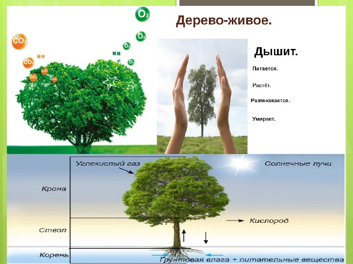 Проект деревья наши друзья