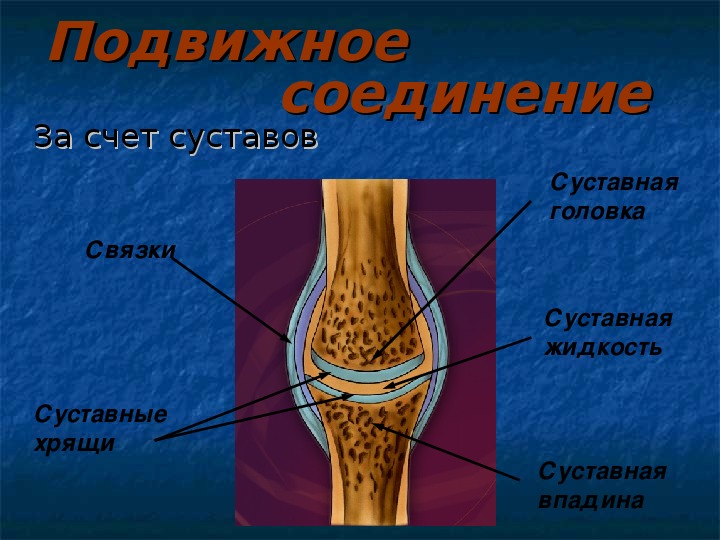 Головка и впадина сустава