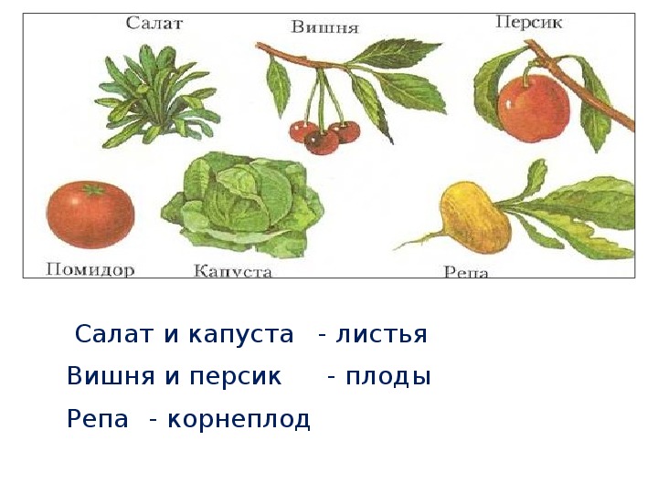 Что растет на подоконнике 1 класс. Что растет на подоконнике окружающий мир 1 класс презентация. Что растёт на подоконнике 1 класс рисунок.