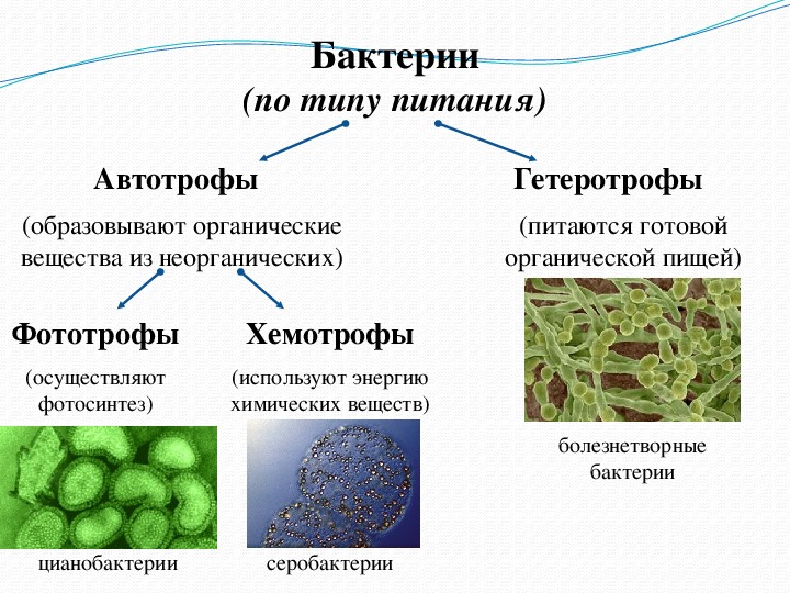 Содержит хлорофилл являются автотрофами. Бактерии гетеротрофы 5 класс биология. Биология 5 класс микроорганизмы бактерии. Бактерии гетеротрофы 5 класс. Типы питания автотрофы и гетеротрофы 5 класс.
